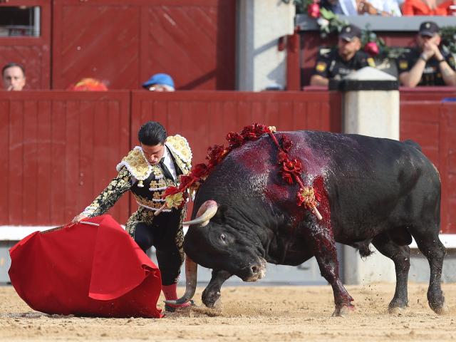 Spanish bullfighter Alejandro Talavante performs a pass to a bull during a charity bullfight at Las Ventas bullring in Madrid on June 14, 2026. (Photo by ALBERTO SIMON / AFP)