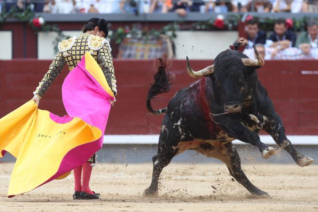 Peruvian bullfighter Andres Roca Rey performs a pass to a bull during a charity bullfight at Las Ventas bullring in Madrid on June 14, 2026. (Photo by ALBERTO SIMON / AFP)
