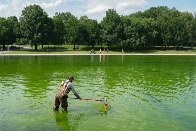 National Park Service workers push algae towards an aeration area in the center of the Lincoln Memorial Reflecting Pool following the completion of recent renovations in Washington, DC, on June 14, 2026. The reflecting pool project, undertaken as part of President Donald Trump’s preparations for the nation’s 250th anniversary, began in April and was completed last week. (Photo by Ken CEDENO / AFP)