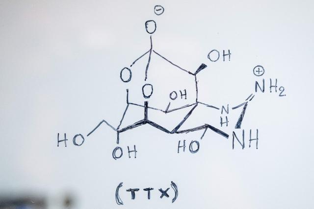 This photo shows the chemical structure of the Tetrodotoxin (TTX), a toxin found in the flesh of the silver-cheeked pufferfish (Lagocephalus sceleratus), written with a marker on a glass at the Hellenic Centre for Marine Research (HCMR), in Heraklion, on the island of Crete, on June 2, 2026. Pufferfish, a warm-water invasive species, were first spotted in Greek waters some 20 years ago and are wreaking havoc with the country's fishing industry, a pillar of the nation's agricultural exports. The pufferfish explosion in Greek waters is the latest example of how warming oceans are changing ecosystems and upturning their reliant economies. (Photo by Angelos TZORTZINIS / AFP)