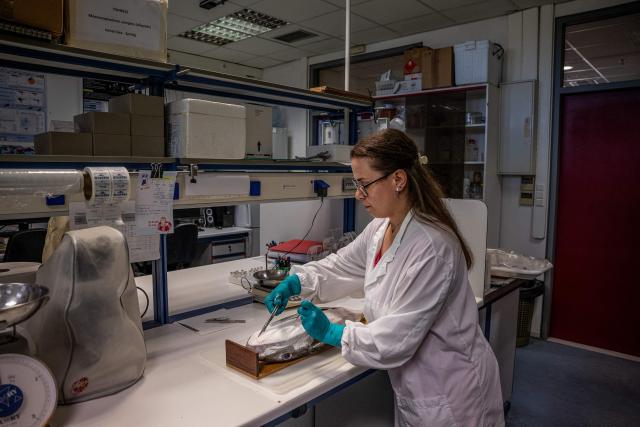Marine biologist Thekla Anastasiou cuts open with a scissors a thawed silver-cheeked pufferfish (Lagocephalus sceleratus) to collect a specific sample that will be analysed at Hellenic Centre for Marine Research (HCMR), in Heraklion, on the island of Crete, on June 4, 2026. Pufferfish, a warm-water invasive species, were first spotted in Greek waters some 20 years ago and are wreaking havoc with the country's fishing industry, a pillar of the nation's agricultural exports. The pufferfish explosion in Greek waters is the latest example of how warming oceans are changing ecosystems and upturning their reliant economies. (Photo by Angelos TZORTZINIS / AFP)