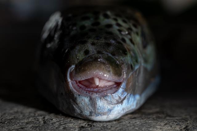 This photo shows a silver-cheeked pufferfish (Lagocephalus sceleratus) caught by a fisherman at the port of Ierapetra, on the island of Crete, on June 2, 2026. Pufferfish, a warm-water invasive species, were first spotted in Greek waters some 20 years ago and are wreaking havoc with the country's fishing industry, a pillar of the nation's agricultural exports. The pufferfish explosion in Greek waters is the latest example of how warming oceans are changing ecosystems and upturning their reliant economies. (Photo by Angelos TZORTZINIS / AFP)