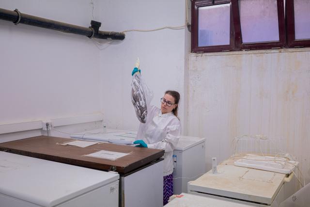Marine biologist Thekla Anastasiou holds a frozen silver-cheeked pufferfish (Lagocephalus sceleratus) which she will later thaw in order to collect samples for analysis at the Hellenic Centre for Marine Research (HCMR) in Heraklion, on the island of Crete, on June 2, 2026. Pufferfish, a warm-water invasive species, were first spotted in Greek waters some 20 years ago and are wreaking havoc with the country's fishing industry, a pillar of the nation's agricultural exports. The pufferfish explosion in Greek waters is the latest example of how warming oceans are changing ecosystems and upturning their reliant economies. (Photo by Angelos TZORTZINIS / AFP)