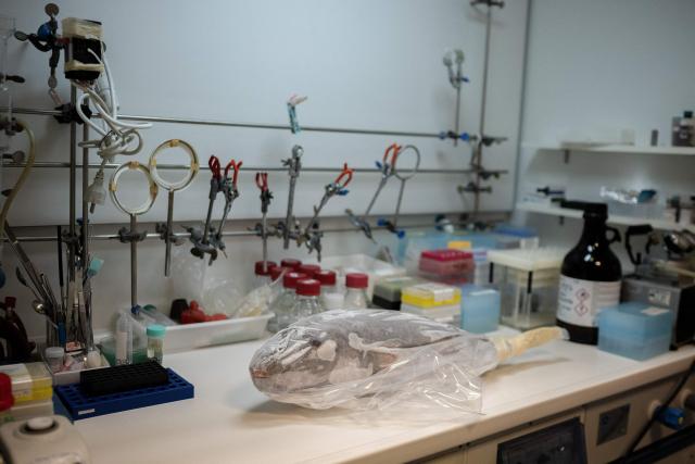 This photograph shows a frozen silver-cheeked pufferfish (Lagocephalus sceleratus) on a laboratory bench before being thawed to collect samples for analysis at the Hellenic Centre for Marine Research (HCMR) in Heraklion, on the island of Crete, on June 2, 2026. Pufferfish, a warm-water invasive species, were first spotted in Greek waters some 20 years ago and are wreaking havoc with the country's fishing industry, a pillar of the nation's agricultural exports. The pufferfish explosion in Greek waters is the latest example of how warming oceans are changing ecosystems and upturning their reliant economies. (Photo by Angelos TZORTZINIS / AFP)