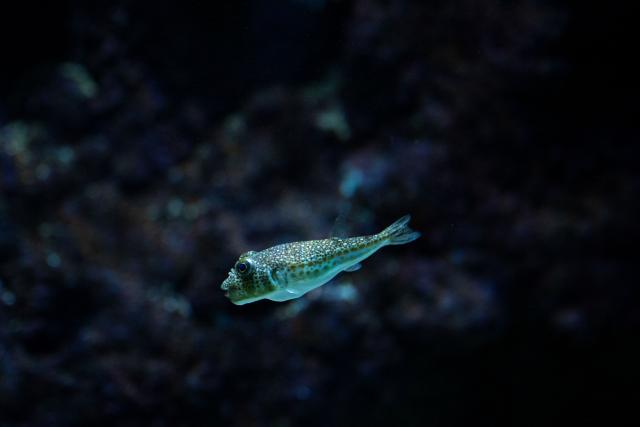 This photograph shows a yellow-spotted pufferfish (Torquigener flavimaculosus), which are considered to be even more toxic than the larger silver-cheeked pufferfish (Lagocephalus sceleratus), swimming in a tank at Cretaquarium Thalassokosmos in Heraklion, on the island of Crete, on June 2, 2026. Pufferfish, a warm-water invasive species, were first spotted in Greek waters some 20 years ago and are wreaking havoc with the country's fishing industry, a pillar of the nation's agricultural exports. The pufferfish explosion in Greek waters is the latest example of how warming oceans are changing ecosystems and upturning their reliant economies. (Photo by Angelos TZORTZINIS / AFP)