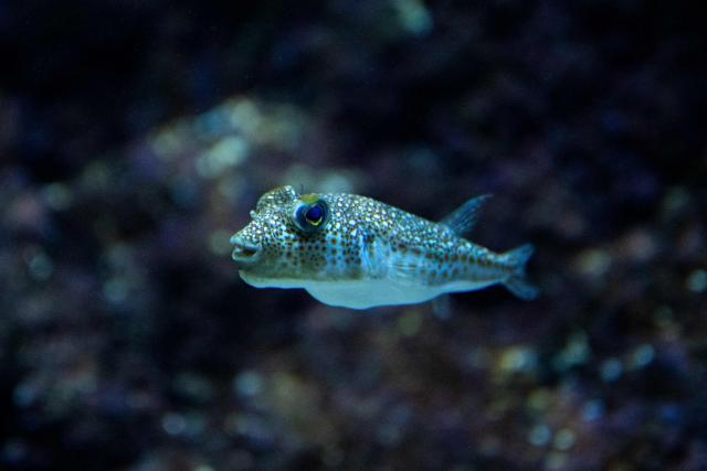 This photograph shows a yellow-spotted pufferfish (Torquigener flavimaculosus), which are considered to be even more toxic than the larger silver-cheeked pufferfish (Lagocephalus sceleratus), swimming in a tank at Cretaquarium Thalassokosmos in Heraklion, on the island of Crete, on June 2, 2026. Pufferfish, a warm-water invasive species, were first spotted in Greek waters some 20 years ago and are wreaking havoc with the country's fishing industry, a pillar of the nation's agricultural exports. The pufferfish explosion in Greek waters is the latest example of how warming oceans are changing ecosystems and upturning their reliant economies. (Photo by Angelos TZORTZINIS / AFP)
