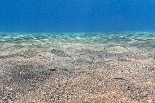 This underwater photograph shows yellow-spotted pufferfish (Torquigener flavimaculosus), which are considered to be even more toxic than the larger silver-cheeked pufferfish (Lagocephalus sceleratus), at Ierapetra, on the island of Crete, on June 3, 2026. Pufferfish, a warm-water invasive species, were first spotted in Greek waters some 20 years ago and are wreaking havoc with the country's fishing industry, a pillar of the nation's agricultural exports. The pufferfish explosion in Greek waters is the latest example of how warming oceans are changing ecosystems and upturning their reliant economies. (Photo by Will VASSILOPOULOS / AFP)