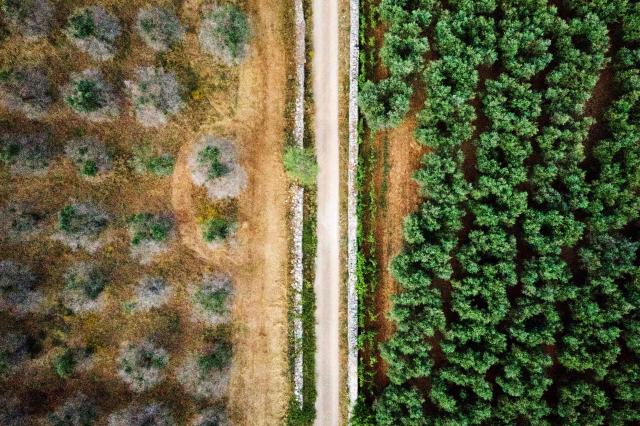 (FILES) This aerial picture taken on June 20, 2019 near Racale in the Salento peninsula, in Apuglia, southern Italy, shows two varieties of olive trees, some infected (L) with a disease called Xylella fastidiosa, a bacteria carried from tree to tree by a little bug, and some resisting the infection (R). Of the 60 million olive trees that the heel of the Italian boot had before the disease arrived in 2013, six million have died to date and 20 million are sick and doomed, according to researcher Franco Valentini. (Photo by Charles ONIANS / AFP)