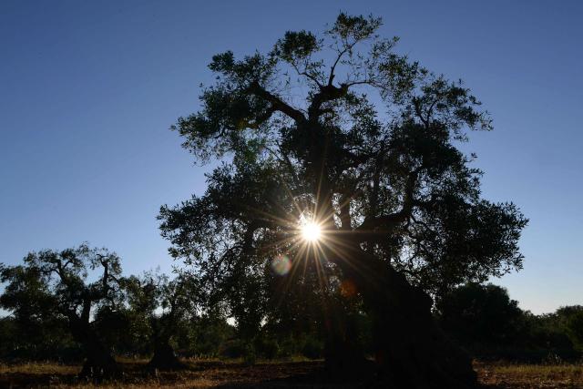 (FILES) A picture shows olive trees at sunset on May 30, 2015 in Ostuni, the Italy's southern region of Puglia. Scientists estimate that one million olive trees in the peninsula, known as the Salento in Puglia, are infected with the bacterium, Xylella fastidiosa. Confronted with rising temperatures and water shortages, Mediterranean farmers are turning to diversification. (Photo by Marie-Laure MESSANA / AFP)