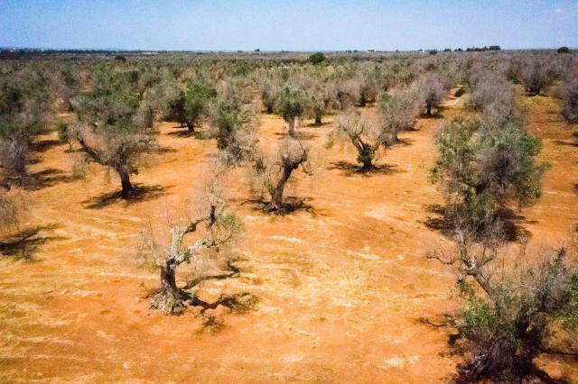 (FILES) This aerial picture taken on June 20, 2019 near Gallipoli in the Salento peninsula, in Apuglia, southern Italy, shows olive trees infected with a disease called Xylella fastidiosa, a bacteria carried from tree to tree by a little bug, in a field belonging to the Mediterranean Agronomic Institute (CNR) and used for research against the disease. Of the 60 million olive trees that the heel of the Italian boot had before the disease arrived in 2013, six million have died to date and 20 million are sick and doomed, according to researcher Franco Valentini. (Photo by Charles ONIANS / AFP)