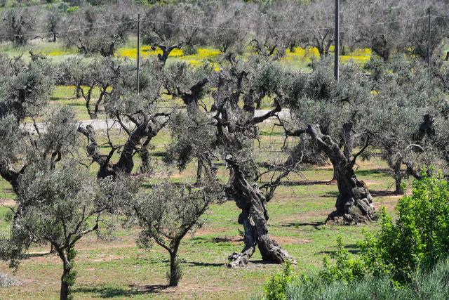 (FILES) Olive trees, some infected with a disease called Xylella fastidiosa, a bacteria carried from tree to tree by a little bug, are pictured in Alessano, in the Salento peninsula in Apuglia, southern Italy, on April 20, 2018. Of the 60 million olive trees that the heel of the Italian boot had before the disease arrived in 2013, six million have died to date and 20 million are sick and doomed, according to researcher Franco Valentini. (Photo by Vincenzo PINTO / AFP)