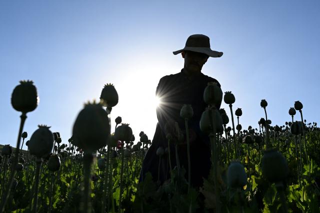 A farmer harvests sap from poppies in a field in the Argo district of Afghanistan's Badakhshan province on June 15, 2026. (Photo by Omer ABRAR / AFP)
