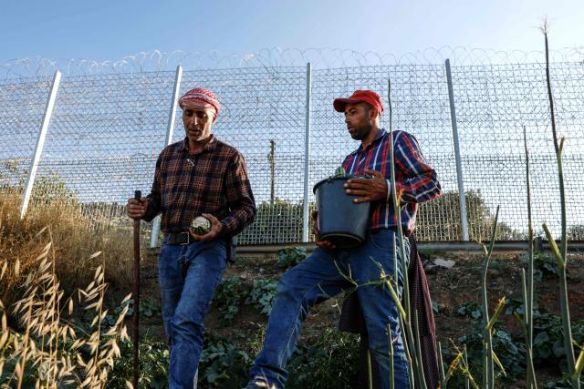 Palestinian farmer 40-year-old Mohammad Fuqaha (L), works alongside his with his brother on the family’s farmland in the town of Sinjil, north of Ramallah in the occupied West Bank, which is surrounded by barbed wire and a metal fence, days after part of their crops were reportedly vandalized by Jewish settlers, according to the family on June 15, 2026. The occupied West Bank has been gripped by almost daily violence involving Israeli troops and settlers since the start of the Gaza war in October 2023. (Photo by Zain JAAFAR / AFP)