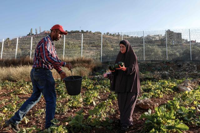 Palestinian farmer 37-year-old Waleed Fuqaha, works alongside his mother on the familys farmland in the town of Sinjil, north of Ramallah in the Israeli occupied Palestinian West Bank, which is surrounded by barbed wire and a metal fence, days after part of their crops were reportedly vandalized by Jewish settlers, according to the family on June 15, 2026. Repeated attacks by Israeli settlers have made access to and cultivation of the land increasingly perilous.The occupied West Bank has been gripped by almost daily violence involving Israeli troops and settlers since the start of the Gaza war in October 2023. (Photo by Zain JAAFAR / AFP)