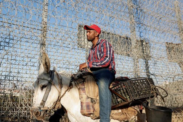 Palestinian farmer 37-year-old Waleed Fuqaha rides his donkey along the route leading to the Israeli fenced-off area, as he heads to his farmland in the town of Sinjil, north of Ramallah in the occupied West Bank on June 15, 2026. Repeated attacks by Israeli settlers have made access to and cultivation of the land increasingly perilous. The occupied West Bank has been gripped by almost daily violence involving Israeli troops and settlers since the start of the Gaza war in October 2023. (Photo by Zain JAAFAR / AFP)
