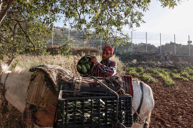 Palestinian farmer 37-year-old Waleed Fuqaha loads the baskets on his donkey as he works on the family’s farmland in the town of Sinjil, north of Ramallah in the occupied West Bank, which is surrounded by barbed wire and a metal fence, days after part of their crops were reportedly vandalized by Jewish settlers, according to the family on June 15, 2026. The occupied West Bank has been gripped by almost daily violence involving Israeli troops and settlers since the start of the Gaza war in October 2023. (Photo by Zain JAAFAR / AFP)