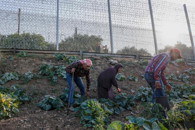 Palestinian farmer 40-year-old Mohammad Fuqaha (L), works alongside his mother and brother 37-year-old Waleed on the familys farmland in the town of Sinjil, north of Ramallah in the occupied West Bank, which is surrounded by barbed wire and a metal fence, days after part of their crops were reportedly vandalized by Jewish settlers, according to the family on June 15, 2026. The occupied West Bank has been gripped by almost daily violence involving Israeli troops and settlers since the start of the Gaza war in October 2023. (Photo by Zain JAAFAR / AFP)