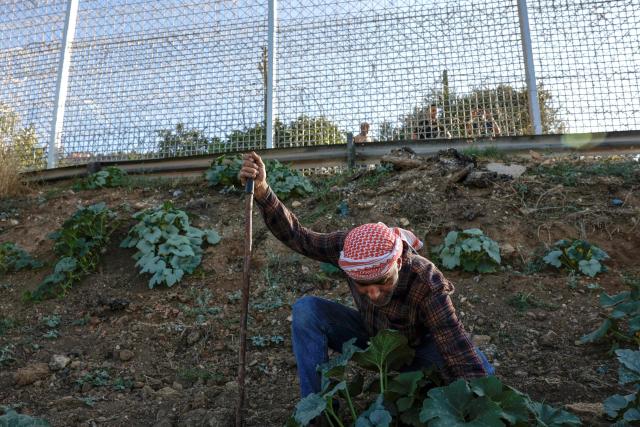 Palestinian farmer 40-year-old Mohammad Fuqaha works on the family’s farmland in the town of Sinjil, north of Ramallah in the occupied West Bank, which is surrounded by barbed wire and a metal fence, days after part of their crops were reportedly vandalized by Jewish settlers, according to the family on June 15, 2026. The occupied West Bank has been gripped by almost daily violence involving Israeli troops and settlers since the start of the Gaza war in October 2023. (Photo by Zain JAAFAR / AFP)