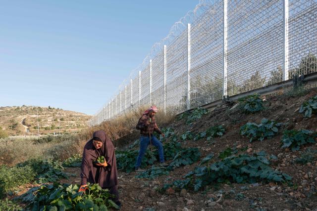 Palestinian farmer 40-year-old Mohammad Fuqaha works alongside his mother on the family’s farmland in the town of Sinjil, north of Ramallah in the occupied West Bank, which is surrounded by Israeli erected barbed wire and a metal fence, days after part of their crops were reportedly vandalized by Jewish settlers, according to the family on June 15, 2026. The occupied West Bank has been gripped by almost daily violence involving Israeli troops and settlers since the start of the Gaza war in October 2023. (Photo by Zain JAAFAR / AFP)