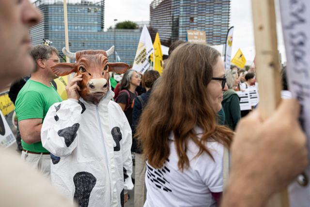 A demonstrator dressed as a cow looks on as protestors gather in front of the European Parliament during a demonstration to call MEPs to vote against a proposal to deregulate genetically modified organisms, in Strasbourg, eastern France on June 16, 2026. (Photo by ROMEO BOETZLE / AFP)