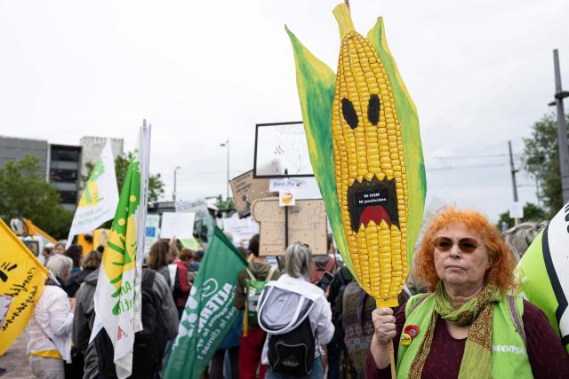 A demonstrator holds a placard in the shape of a corn cob and reading "No GMOs - No pesticides" as protestors gather in front of the European Parliament during a demonstration to call MEPs to vote against a proposal to deregulate genetically modified organisms, in Strasbourg, eastern France on June 16, 2026. (Photo by ROMEO BOETZLE / AFP)