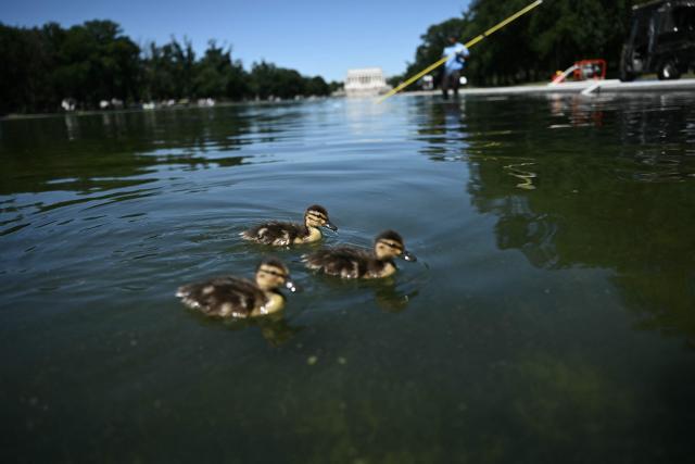 Ducks swim as National Park Service workers push algae towards an aeration area in the center of the Lincoln Memorial Reflecting Pool following the completion of recent renovations in Washington, DC, on June 16, 2026. The reflecting pool project, undertaken as part of President Donald Trump’s preparations for the nation’s 250th anniversary, began in April and was completed last week. (Photo by Brendan SMIALOWSKI / AFP)