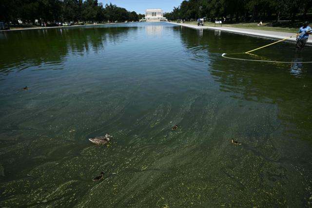 Ducks swim as National Park Service workers push algae towards an aeration area in the center of the Lincoln Memorial Reflecting Pool following the completion of recent renovations in Washington, DC, on June 16, 2026. The reflecting pool project, undertaken as part of President Donald Trump’s preparations for the nation’s 250th anniversary, began in April and was completed last week. (Photo by Brendan SMIALOWSKI / AFP)