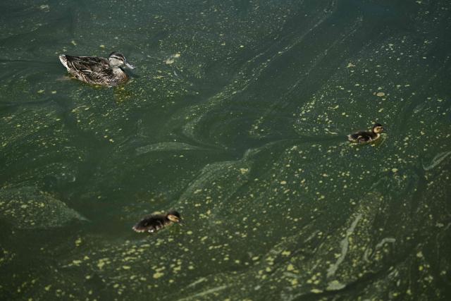 Duck swim in the Lincoln Memorial Reflecting Pool following the completion of recent renovations in Washington, DC, on June 16, 2026. The reflecting pool project, undertaken as part of President Donald Trump’s preparations for the nation’s 250th anniversary, began in April and was completed last week. (Photo by Brendan SMIALOWSKI / AFP)