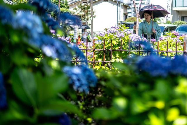 A woman visits looks at blooming hydrangeas in Hakusan Shrine of Tokyo on June 17, 2026. (Photo by Philip FONG / AFP)