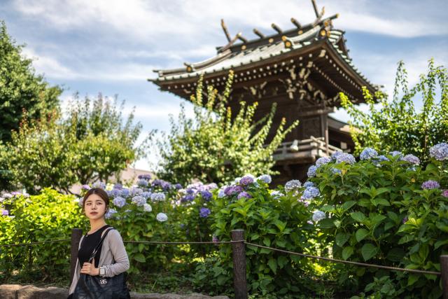 A woman poses in front of blooming hydrangeas in Hakusan Shrine of Tokyo on June 17, 2026. (Photo by Philip FONG / AFP)