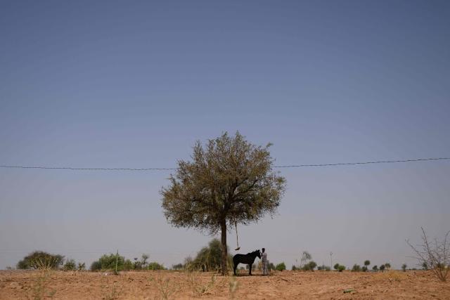 This photograph taken on May 29, 2026 shows herdsman Sawai Singh Bhati grooming his horse under the shade of a tree in 44 degrees Celsius temperatures, near his house in Sanwata village on the outskirts of Rajasthan's Jaisalmer city. In India's hot plains, scorching summers have become increasingly harder to endure, requiring adaptations and forcing life into the hours of dark before the sun turns punishing. Temperatures in Singh's Sanwata village hit 45C in early June, as is often during the summer with the highest temperature recorded in the area as 49C. (Photo by Manan VATSYAYANA / AFP)