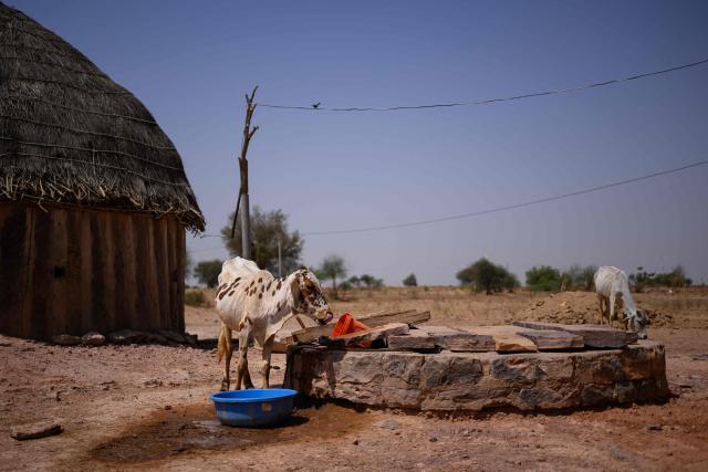 This photograph taken on May 29, 2026 shows cows next to a well in 44 degrees Celsius temperatures, outside herdsman Sawai Singh Bhati's house in Sanwata village on the outskirts of Rajasthan's Jaisalmer city. In India's hot plains, scorching summers have become increasingly harder to endure, requiring adaptations and forcing life into the hours of dark before the sun turns punishing. Temperatures in Singh's Sanwata village hit 45C in early June, as is often during the summer with the highest temperature recorded in the area as 49C. (Photo by Manan VATSYAYANA / AFP)