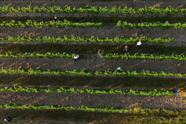 This aerial photograph shows workers pruning the vines as labour schedules have been changed to diminish the impact of the heat for workers in La Sauve Majeure, south-western France, on June 18, 2026. A heatwave hit France on June 17, 2026 and last for several days, right in the middle of the baccalaureate exams, with temperatures that could reach up to 40°C in some areas on Sunday, the first day of summer. (Photo by ROMAIN PERROCHEAU / AFP)