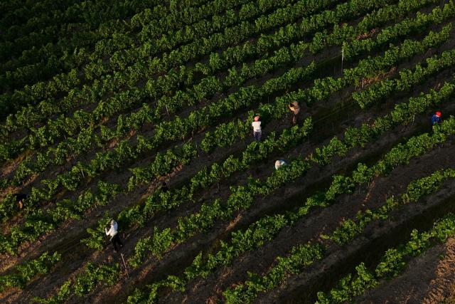 This aerial photograph shows workers pruning the vines as labour schedules have been changed to diminish the impact of the heat for workers in La Sauve Majeure, south-western France, on June 18, 2026. A heatwave hit France on June 17, 2026 and last for several days, right in the middle of the baccalaureate exams, with temperatures that could reach up to 40°C in some areas on Sunday, the first day of summer. (Photo by ROMAIN PERROCHEAU / AFP)