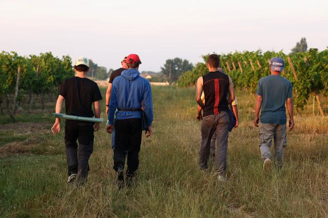 Workers arrive early morning to prune the vines as labour schedules have been changed to diminish the impact of the heat for workers in La Sauve Majeure, south-western France, on June 18, 2026. A heatwave hit France on June 17, 2026 and last for several days, right in the middle of the baccalaureate exams, with temperatures that could reach up to 40°C in some areas on Sunday, the first day of summer. (Photo by ROMAIN PERROCHEAU / AFP)