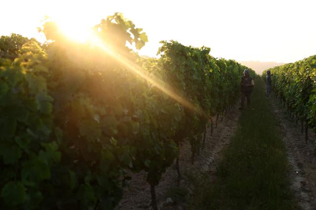 Workers prune the vines as labour schedules have been changed to diminish the impact of the heat for workers in La Sauve Majeure, south-western France, on June 18, 2026. A heatwave hit France on June 17, 2026 and last for several days, right in the middle of the baccalaureate exams, with temperatures that could reach up to 40°C in some areas on Sunday, the first day of summer. (Photo by ROMAIN PERROCHEAU / AFP)