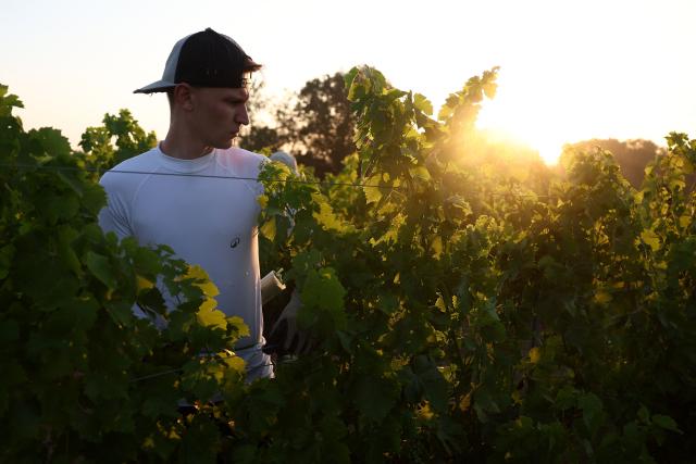 A worker prunes the vines as labour schedules have been changed to diminish the impact of the heat for workers in La Sauve Majeure, south-western France, on June 18, 2026. A heatwave hit France on June 17, 2026 and last for several days, right in the middle of the baccalaureate exams, with temperatures that could reach up to 40°C in some areas on Sunday, the first day of summer. (Photo by ROMAIN PERROCHEAU / AFP)
