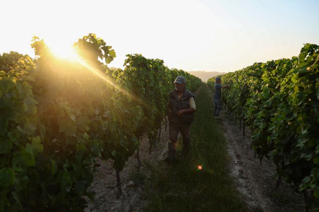 Workers prune the vines as labour schedules have been changed to diminish the impact of the heat for workers in La Sauve Majeure, south-western France, on June 18, 2026. A heatwave hit France on June 17, 2026 and last for several days, right in the middle of the baccalaureate exams, with temperatures that could reach up to 40°C in some areas on Sunday, the first day of summer. (Photo by ROMAIN PERROCHEAU / AFP)