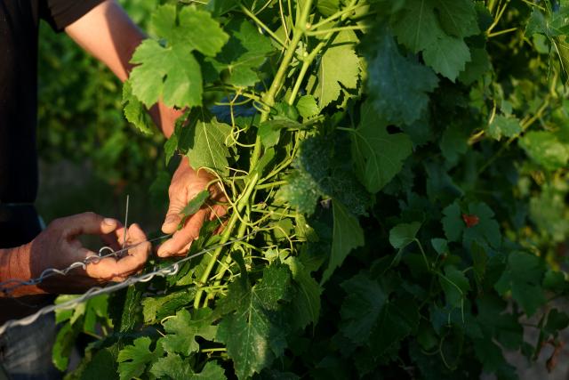 A worker prunes the vines as labour schedules have been changed to diminish the impact of the heat for workers in La Sauve Majeure, south-western France, on June 18, 2026. A heatwave hit France on June 17, 2026 and last for several days, right in the middle of the baccalaureate exams, with temperatures that could reach up to 40°C in some areas on Sunday, the first day of summer. (Photo by ROMAIN PERROCHEAU / AFP)
