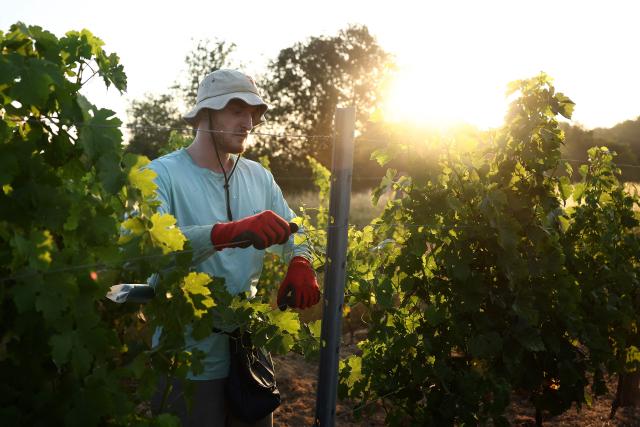 A worker prunes the vines labour schedules have been changed to diminish the impact of the heat for workers in La Sauve Majeure, south-western France, on June 18, 2026. A heatwave hit France on June 17, 2026 and last for several days, right in the middle of the baccalaureate exams, with temperatures that could reach up to 40°C in some areas on Sunday, the first day of summer. (Photo by ROMAIN PERROCHEAU / AFP)