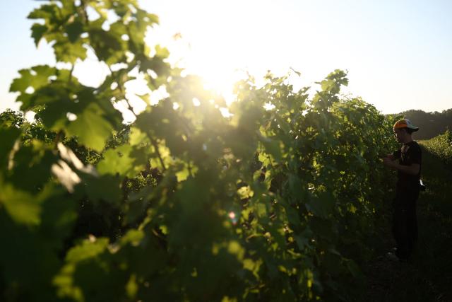 A worker prunes the vines as labour schedules have been changed to diminish the impact of the heat for workers in La Sauve Majeure, south-western France, on June 18, 2026. A heatwave hit France on June 17, 2026 and last for several days, right in the middle of the baccalaureate exams, with temperatures that could reach up to 40°C in some areas on Sunday, the first day of summer. (Photo by ROMAIN PERROCHEAU / AFP)