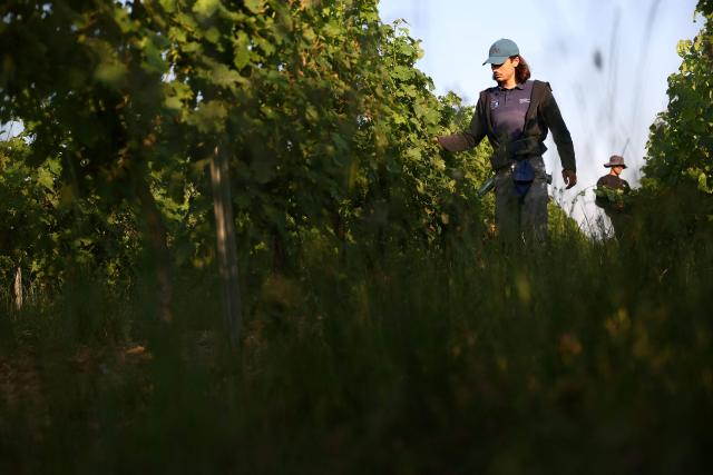 Workers prune the vines as labour schedules have been changed to diminish the impact of the heat for workers in La Sauve Majeure, south-western France, on June 18, 2026. A heatwave hit France on June 17, 2026 and last for several days, right in the middle of the baccalaureate exams, with temperatures that could reach up to 40°C in some areas on Sunday, the first day of summer. (Photo by ROMAIN PERROCHEAU / AFP)
