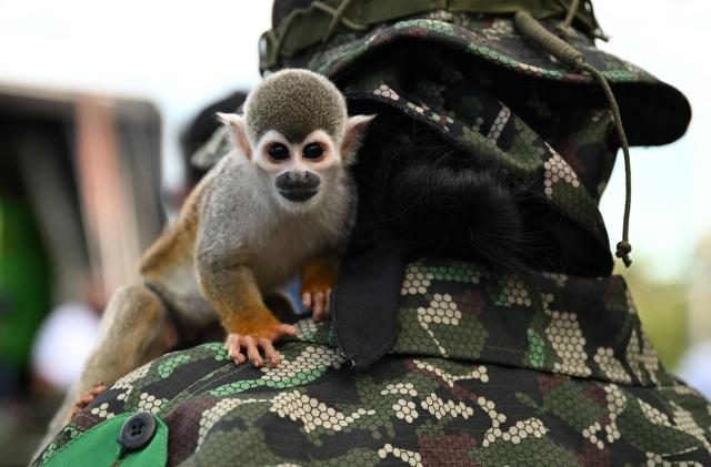 A member of the Coordinadora Nacional Ejercito Bolivariano (CNEB) guerrilla group carries a monkey during a disarmament ceremony agreed with the Colombian government in Valle del Guamuez, Putumayo department, Colombia on June 18, 2026. Three days before a runoff vote set to determine the continuation of the country's first leftist government, this marks a first step for the rebels to settle in a special zone where they aim to consolidate agreements with the government. (Photo by Raul ARBOLEDA / AFP)