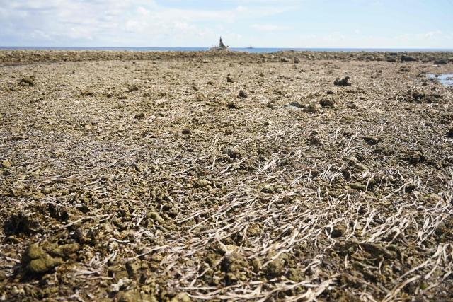 This photo taken on June 18, 2026, shows former sea floor after coastal uplift following an earthquake along the Pangyan Marine Sanctuary in Glan, Sarangani. A powerful earthquake that killed at least 61 people in the Philippines raised the seabed by as much as two metres (6.6 feet), exposing coral and harming marine life, the environment department said on June 14. (Photo by Ferdinandh Cabrera / AFP)