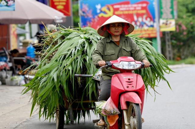 A woman rides a motorbike transporting bundles of grass on a road in Hanoi on June 19, 2026. (Photo by Nhac NGUYEN / AFP)