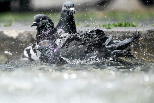 Pigeons cool at a fountain in central Mainz, western Germany, on June 19, 2026 with air temperature reaching 33 degrees Celsius. (Photo by Kirill KUDRYAVTSEV / AFP)
