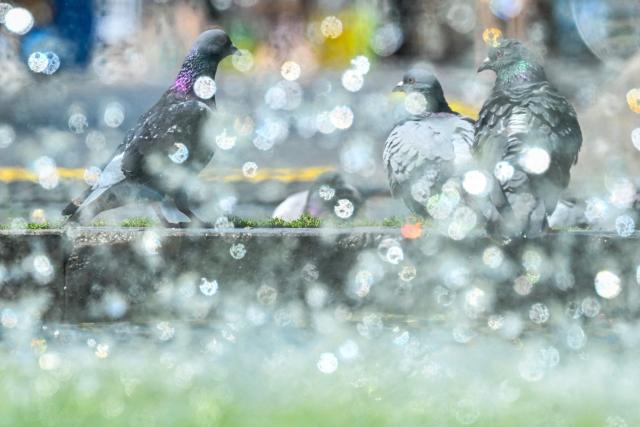 Pigeons cool at a fountain in central Mainz, western Germany, on June 19, 2026 with air temperature reaching 33 degrees Celsius. (Photo by Kirill KUDRYAVTSEV / AFP)
