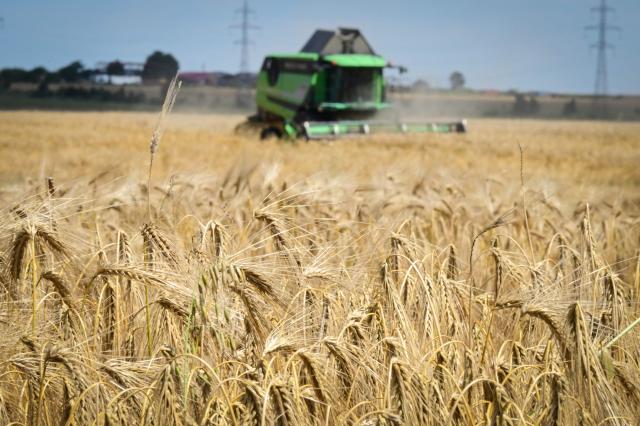 A combine harvester cuts wheat in a field near Manastirea village, southern Romania, on June 19, 2026. Romanian farmers have been forced to start the annual grain harvest weeks earlier than usual due to an intense early-summer heatwave and prolonged drought conditions driven by climate change, threatening crop yields across the region. (Photo by Daniel MIHAILESCU / AFP)