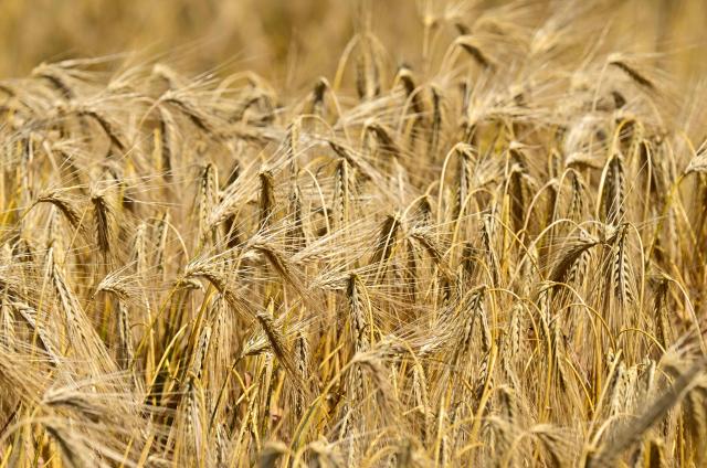 Wheat is seen in a field near Manastirea village, southern Romania, on June 19, 2026. Romanian farmers have been forced to start the annual grain harvest weeks earlier than usual due to an intense early-summer heatwave and prolonged drought conditions driven by climate change, threatening crop yields across the region. (Photo by Daniel MIHAILESCU / AFP)