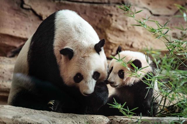 Seven-month-old male giant panda cub Satrio Wiratama, known as Rio, is pictured with his mother Hu Chun at the Panda Palace of Taman Safari Indonesia in Bogor, West Java, on June 20, 2026, marking the first panda cub born in Indonesia via artificial insemination from a breeding pair brought from China in 2017 under a 10-year loan agreement. (Photo by YASUYOSHI CHIBA / AFP)